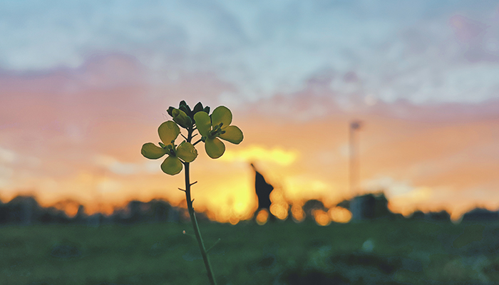 Shamrocks in the sunrise